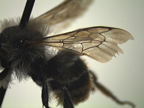 Réf. 303 333 : Osmia aurulenta